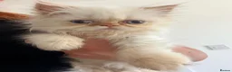 Persian cats for sale: Exotic long haired Persian kittens  in Bolton - Advert 5