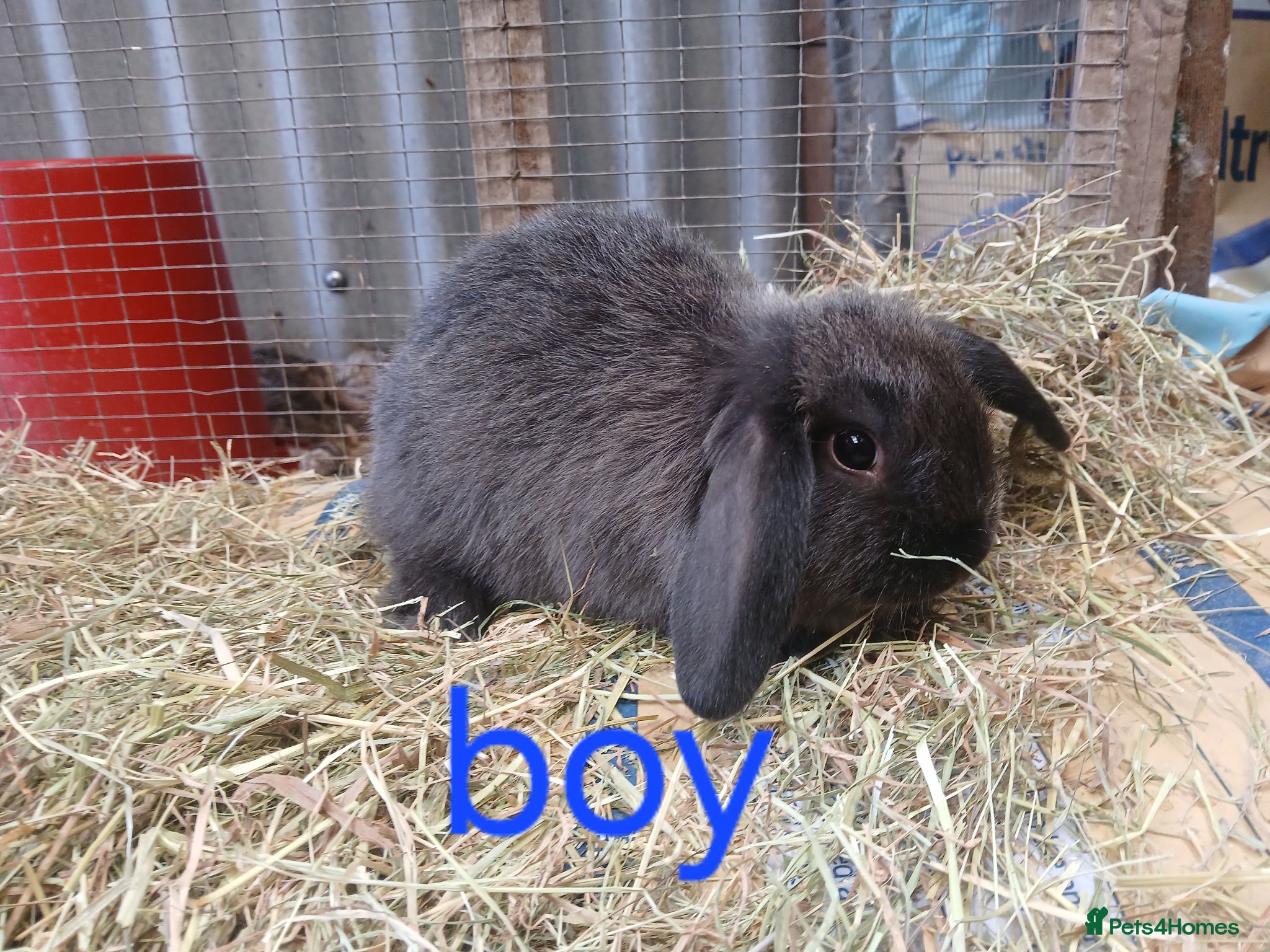 Mini Lop rabbits Mini lop bunnies - Advert 1