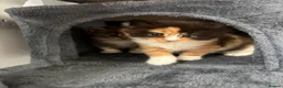 Mixed Breed cats for sale: 🐾 3 fluffy kittens looking for forever homes🐾 - Advert 12