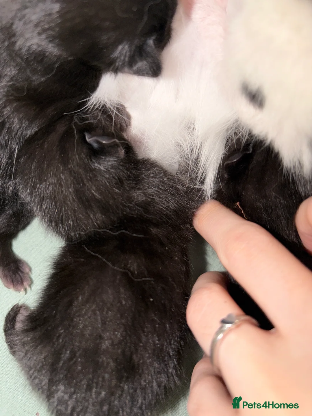 Mixed Breed cats for sale: Kittens for sale  in Basildon - Advert 2