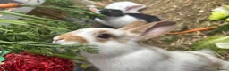Mixed Breed rabbits for sale: Mixed lop (need homes this week) - Advert 8