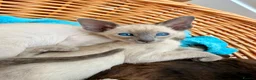 Siamese cats for sale: Pedigree GCCF Registered Siamese Kittens  - Advert 6