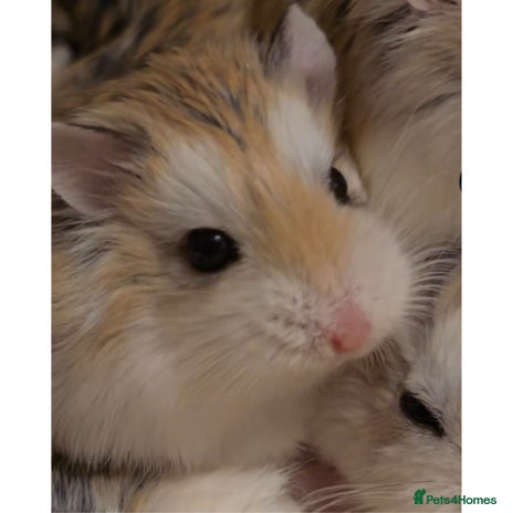 Hamster rodents in St. Neots - Advert 11