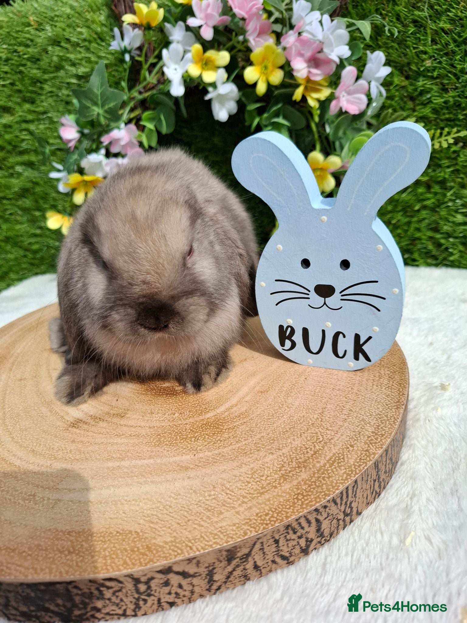 Mini Lop rabbits Gorgeous mini lops for sale - Advert 2