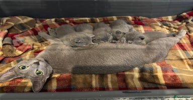 Russian Blue cats Adorable Pedigree Russian Blue Kittens For Sale - Advert 2