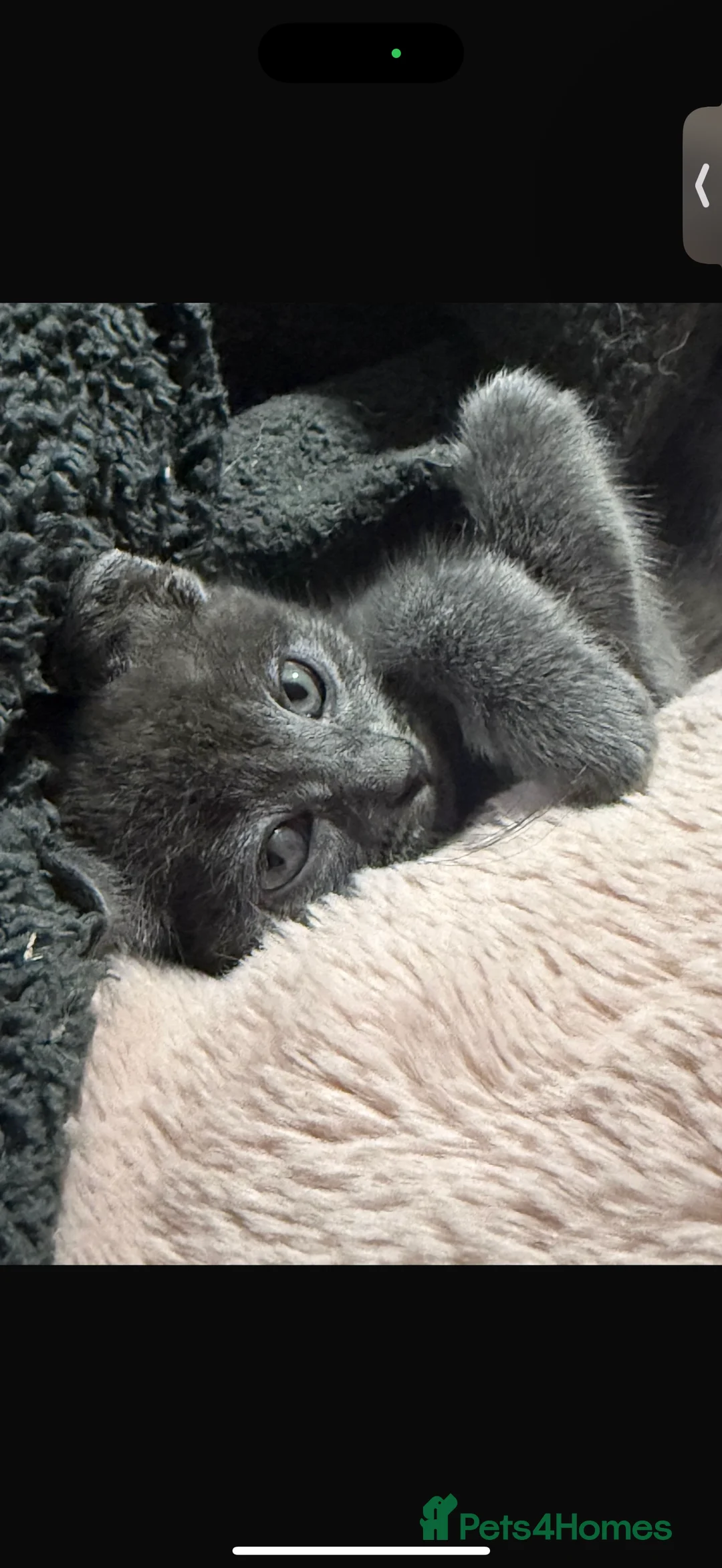 Munchkin cats for sale: Beautiful grey munchkin kitten  - Advert 2