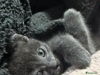 Munchkin cats Beautiful grey munchkin kitten - Advert 1