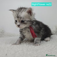 Maine Coon cats Maine Coon Kittens Silver Imported Shaded Lines - Advert 8