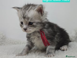 Maine Coon cats Maine Coon Kittens Silver Imported Shaded Lines - Advert 5