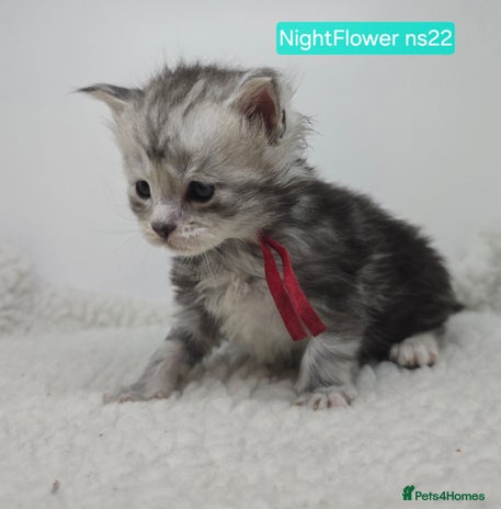 Maine Coon cats Maine Coon Kittens Silver Imported Shaded Lines - Advert 5