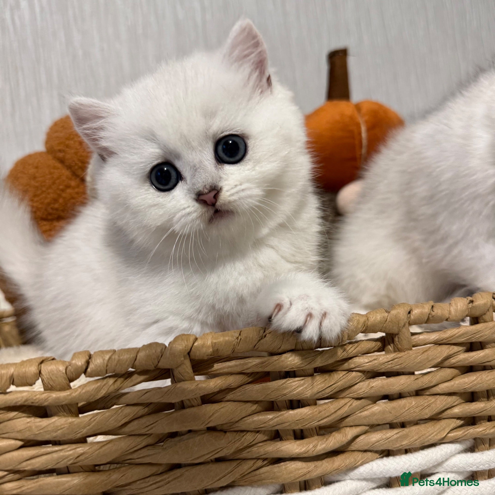 British Shorthair cats Exceptional Pedigree Silver British shorthairs 🩶 - Advert 10