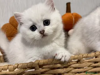 British Shorthair cats Exceptional Pedigree Silver British shorthairs 🩶 - Advert 10