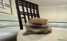Pomeranian dogs for sale: Cute little pomeranians - Image 6