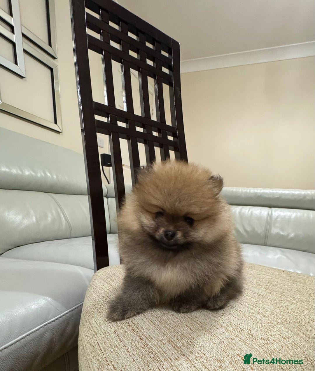 Pomeranian dogs for sale: Cute little pomeranians - Image 6