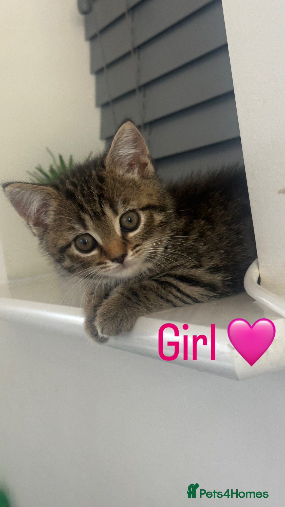 Mixed Breed cats for sale: British Shorthair / Mixed kittens  - Advert 7
