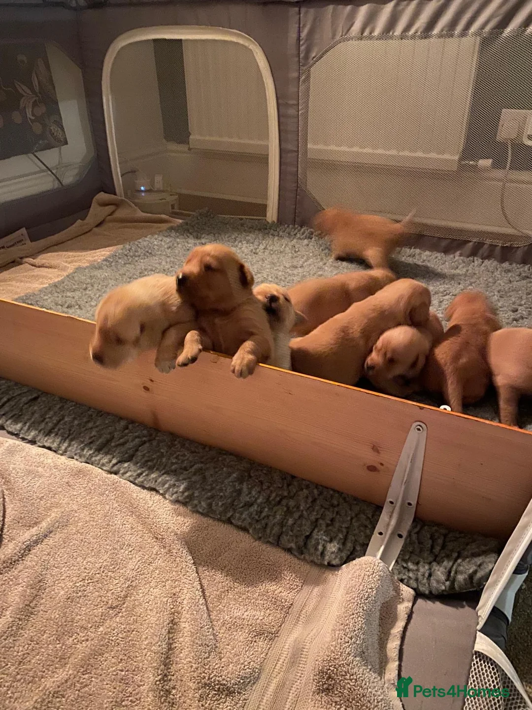 Labrador Retriever dogs for sale: Labrador  in Dorchester - Advert 5