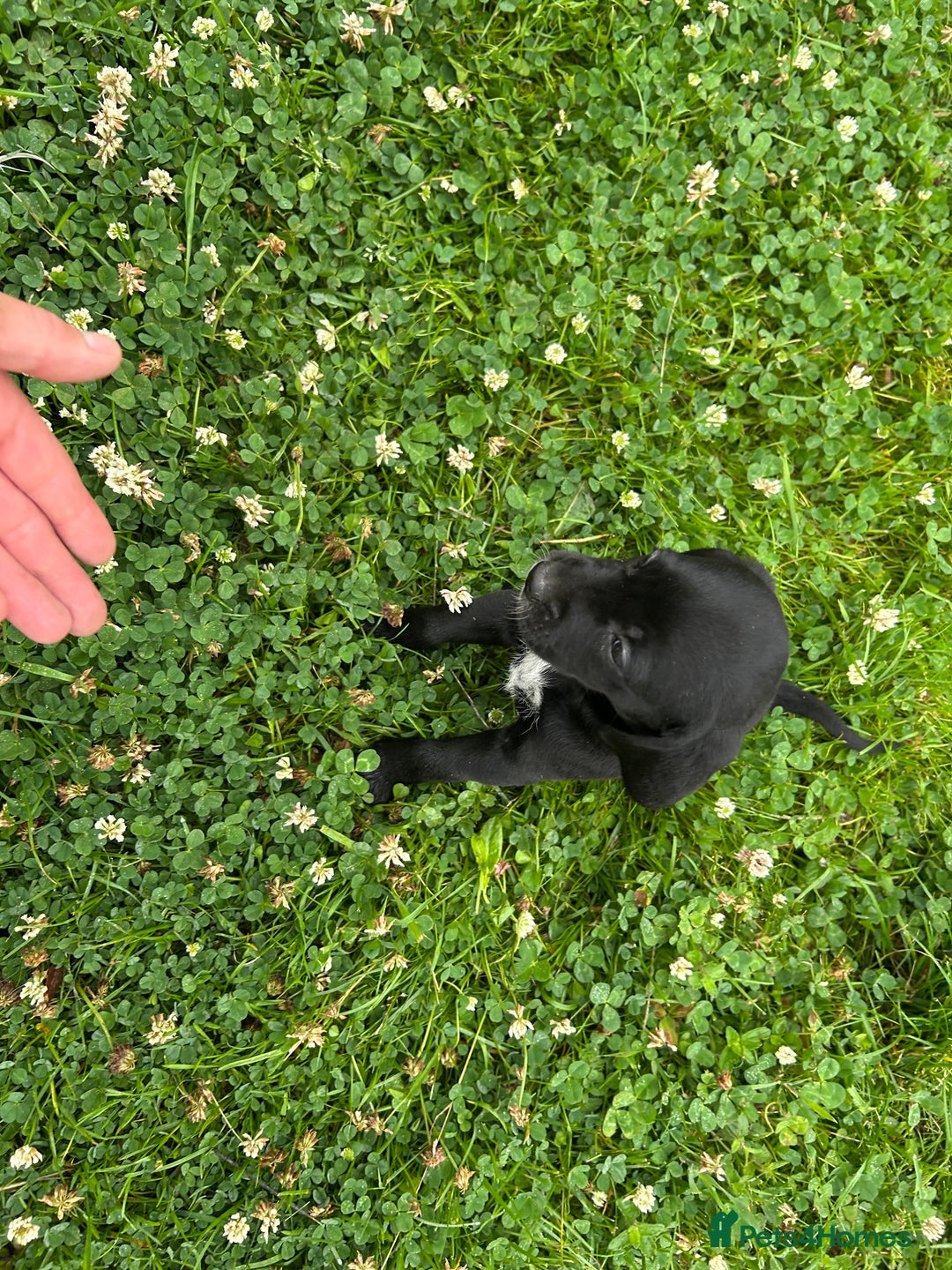 Mixed Breed dogs for sale: Dalmatian/Golden retriever cross puppies - Image 11