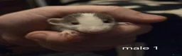 Rat rodents for sale: Dumbos and fancy rats ready now.  - Advert 7