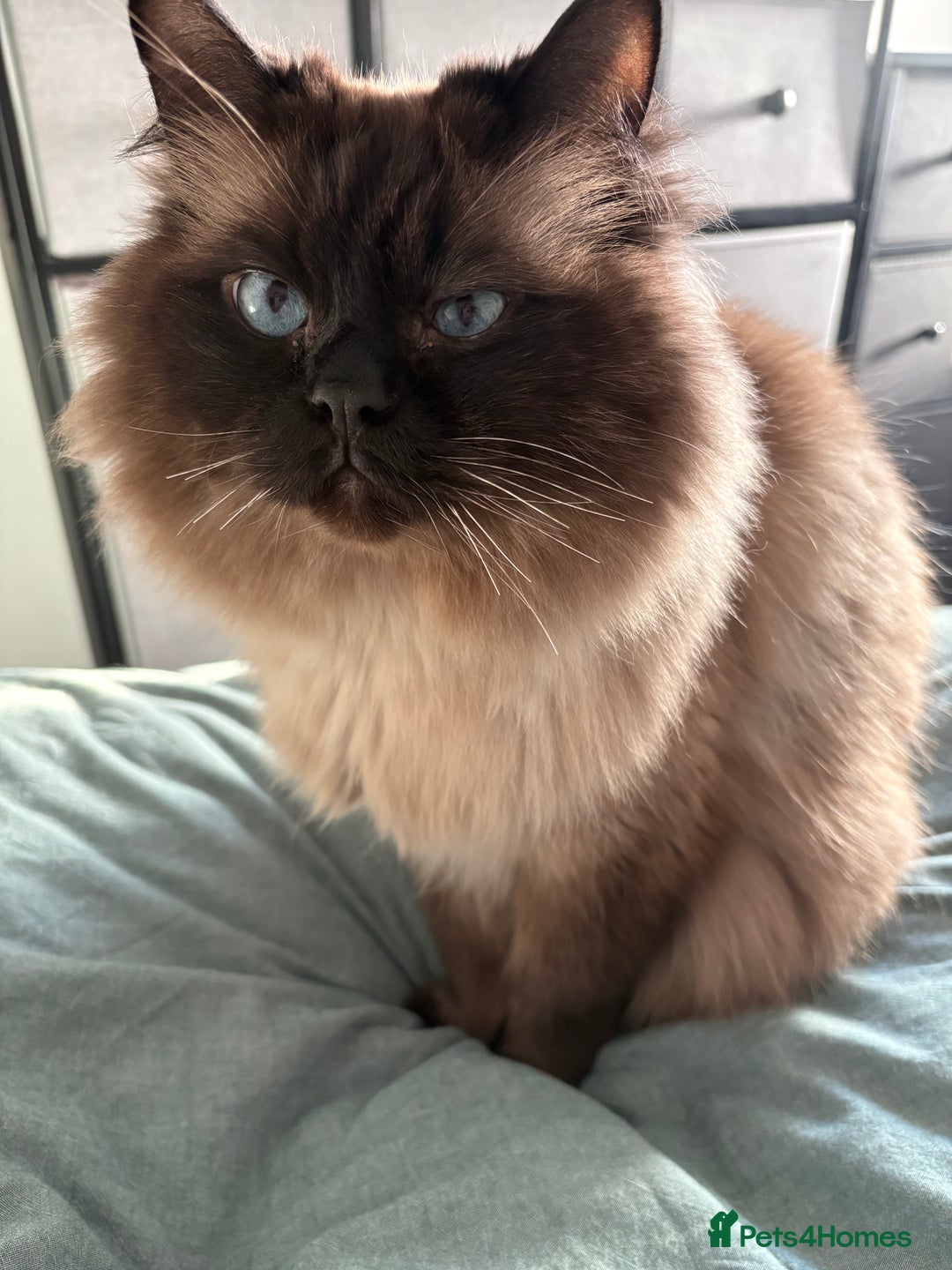 Mixed Breed cats for sale: Pretty semi-long hair male cat for rehome  - Advert 2