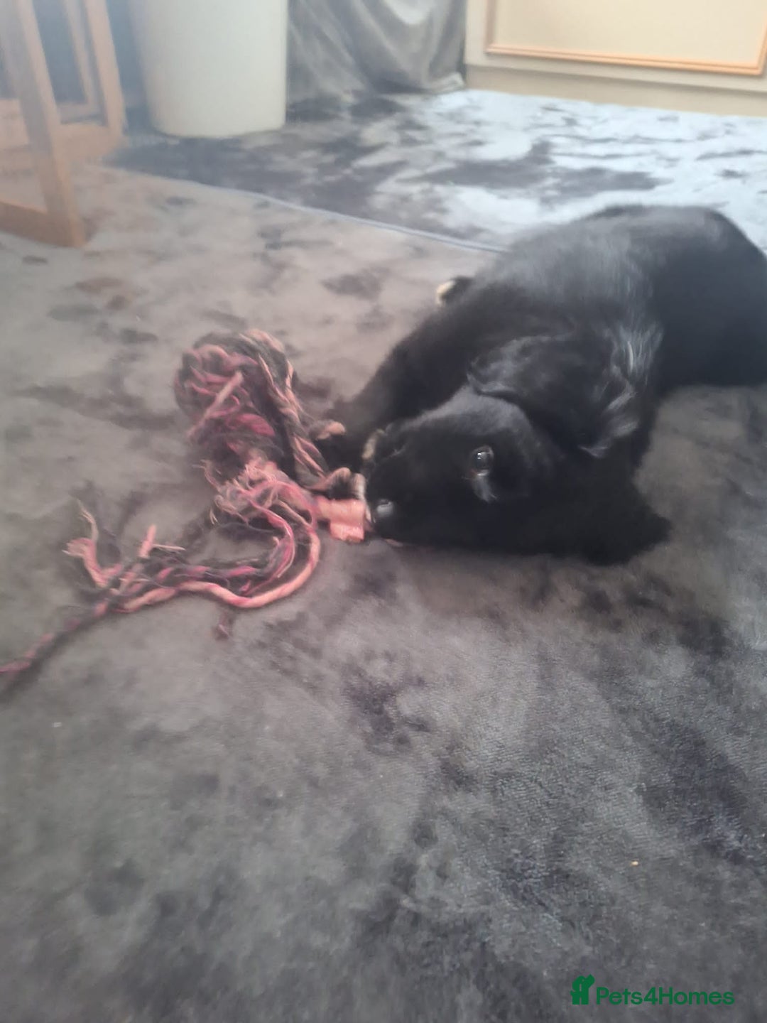 Border Collie dogs for sale: 🏡 Smart, Sweet Border/hunterway x Pup Await You!" - Advert 22