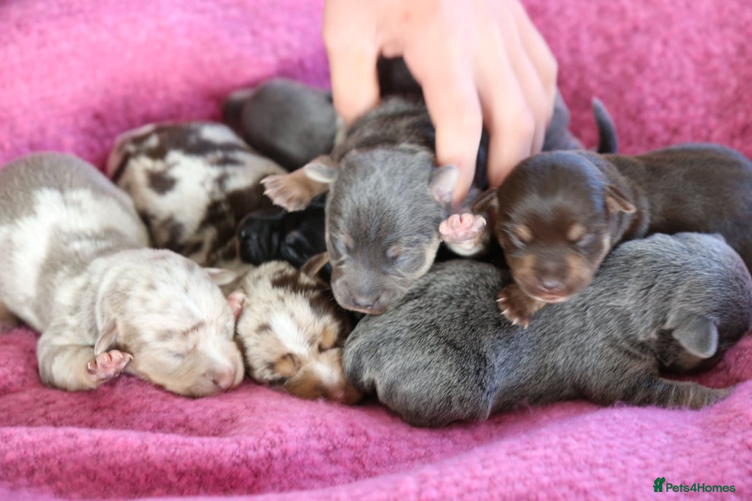 Jack Russell dogs for sale: Outstanding colourful Jack Russel puppies  - Image 2