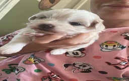 Maltese dogs for sale: Beautiful Maltese Puppies - Image 3