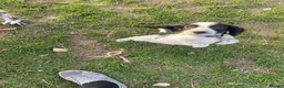 English Springer Spaniel dogs for sale: Springer Spaniel Puppies in Waterlooville - Advert 18