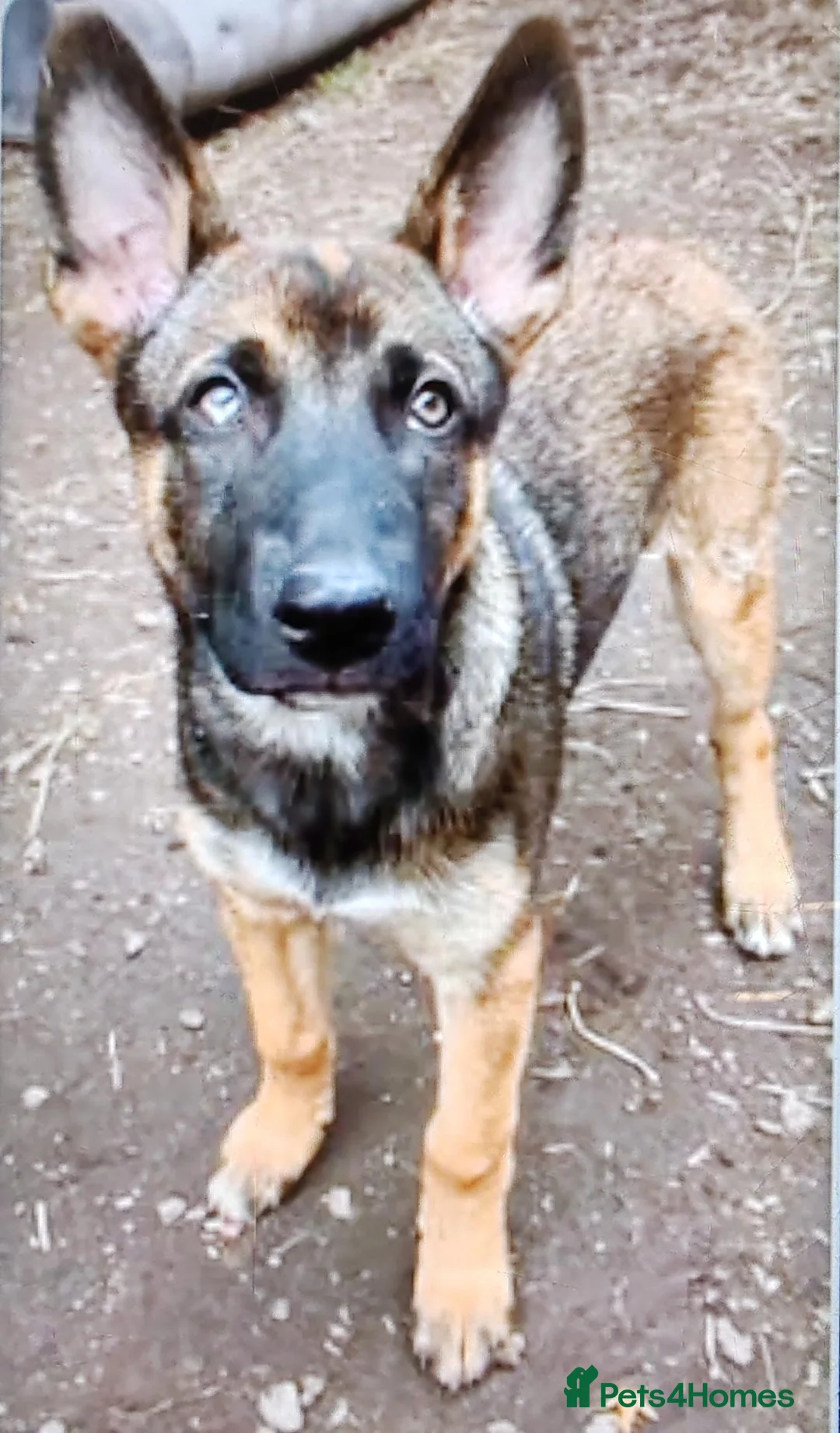Mixed Breed dogs for sale: Belgium Malinois x Siberian Husky for sale  - Advert 4