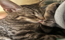 American Shorthair cats for sale: 6 month old tabby  - Image 7