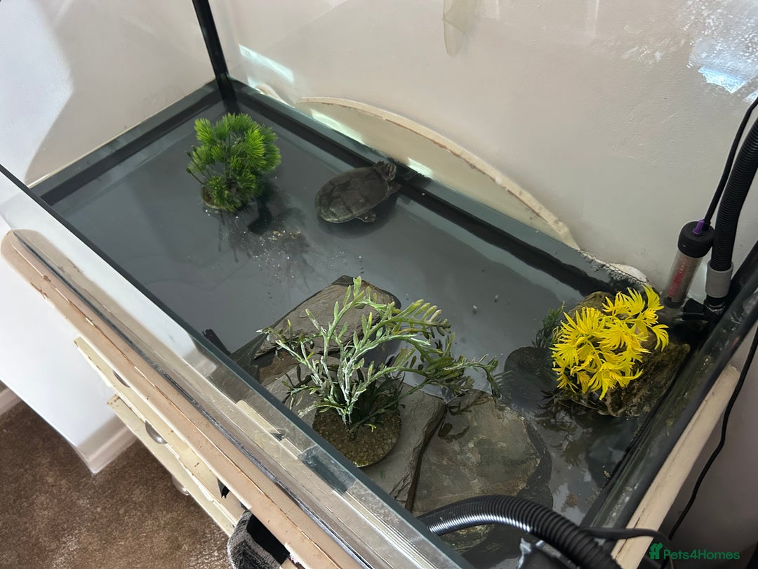 Turtle reptiles for sale: Musk turtle, large tank, filter  - Advert 2