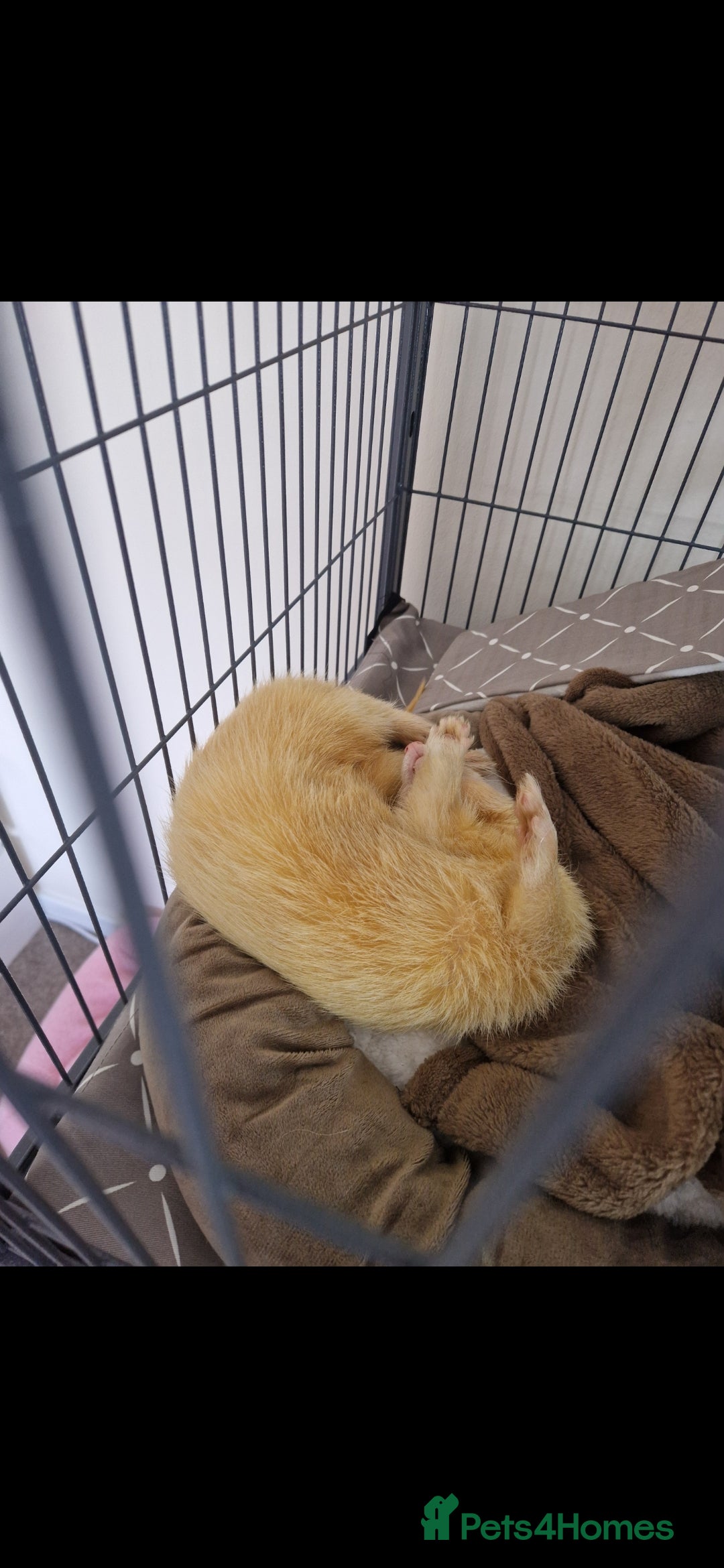 Ferret rodents for sale: 2 Male Albino Ferrets With Everything  - Image 24