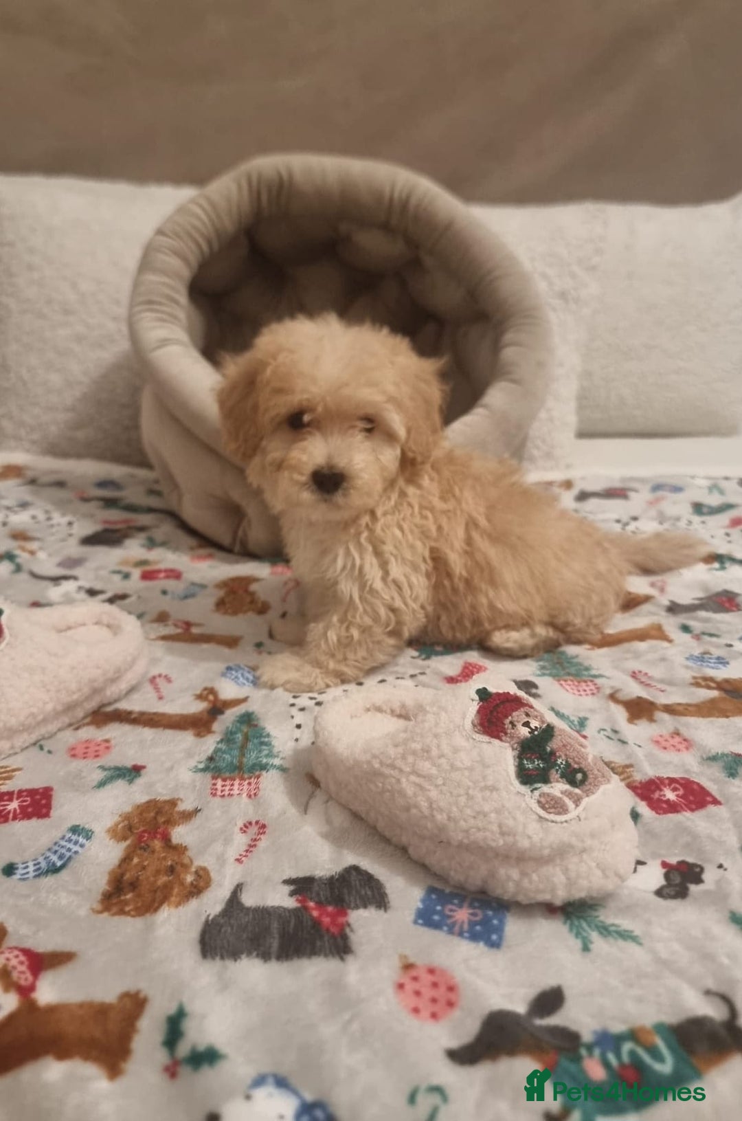 Maltipoo dogs for sale: Amazing apricot color Maltipoo puppies! - Advert 25