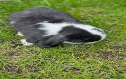Mini Lop rabbits for sale: Mini lop babies. - Image 4