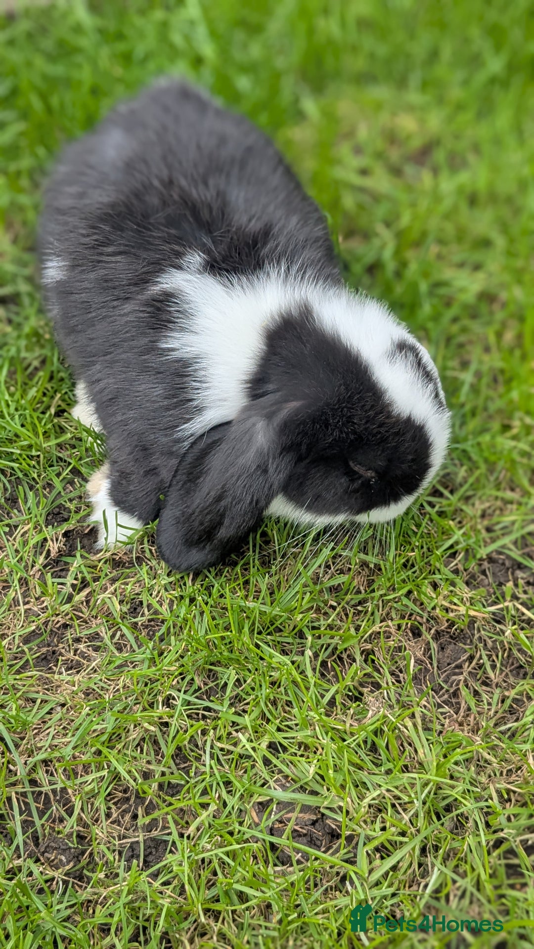 Mini Lop rabbits for sale: Mini lop babies. - Image 4