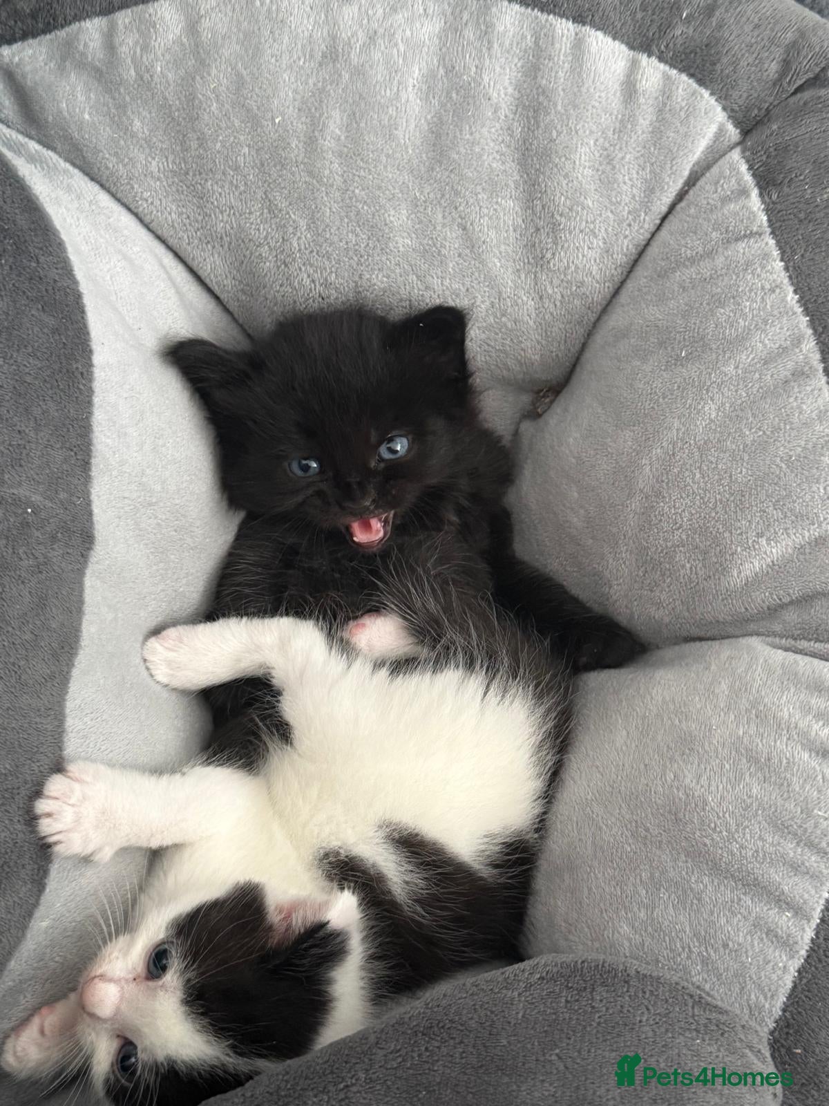Mixed Breed cats Mixed Maine Coon kittens  - Advert 5