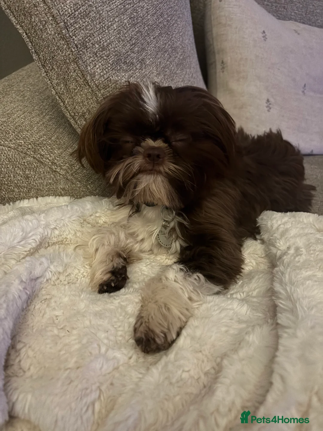 Shih Tzu dogs for sale: 11 Month Old Male Shih Tzu - Advert 3