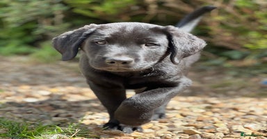 Mixed Breed dogs - Advert 3