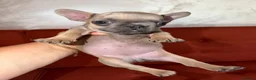 French Bulldog dogs for sale: French Bulldog Puppy's looking for a loving home - Advert 9