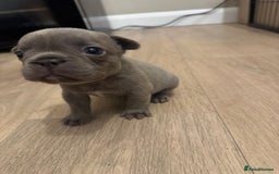 French Bulldog dogs for sale: French bull dog  - Image 3