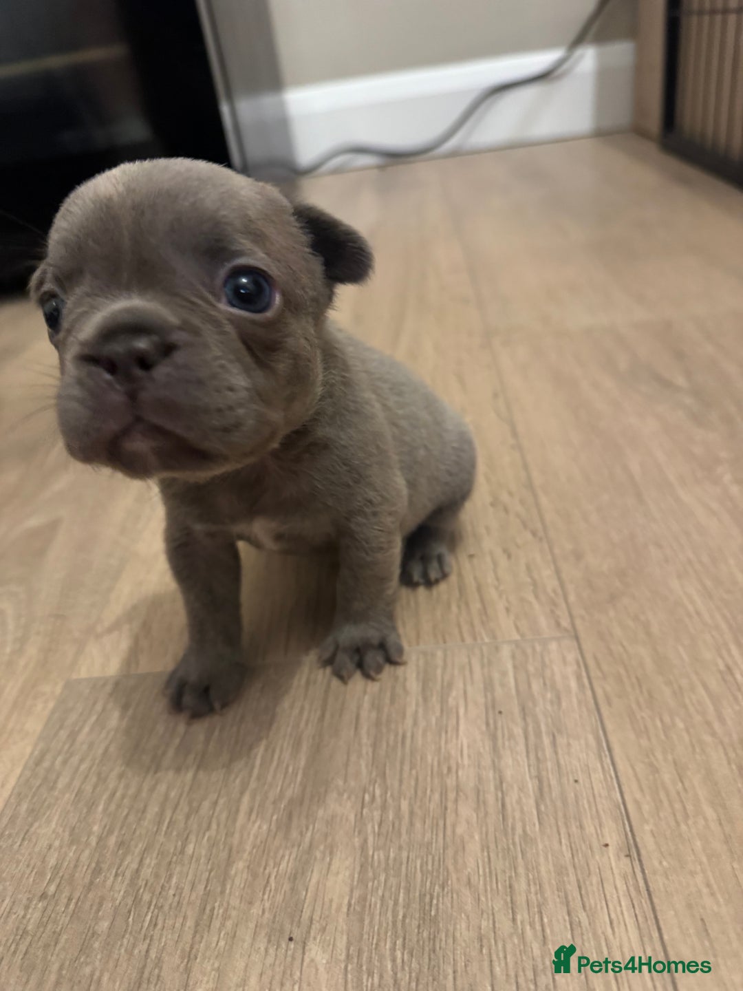 French Bulldog dogs for sale: French bull dog  - Image 3