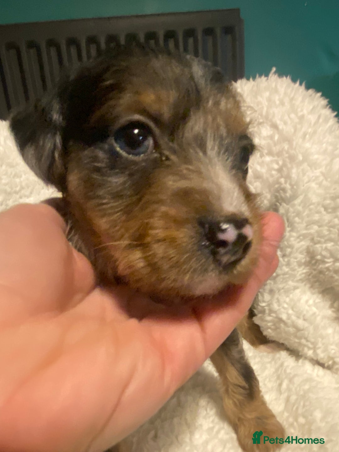 Mixed Breed dogs for sale: Staffypoos for sale - Image 30