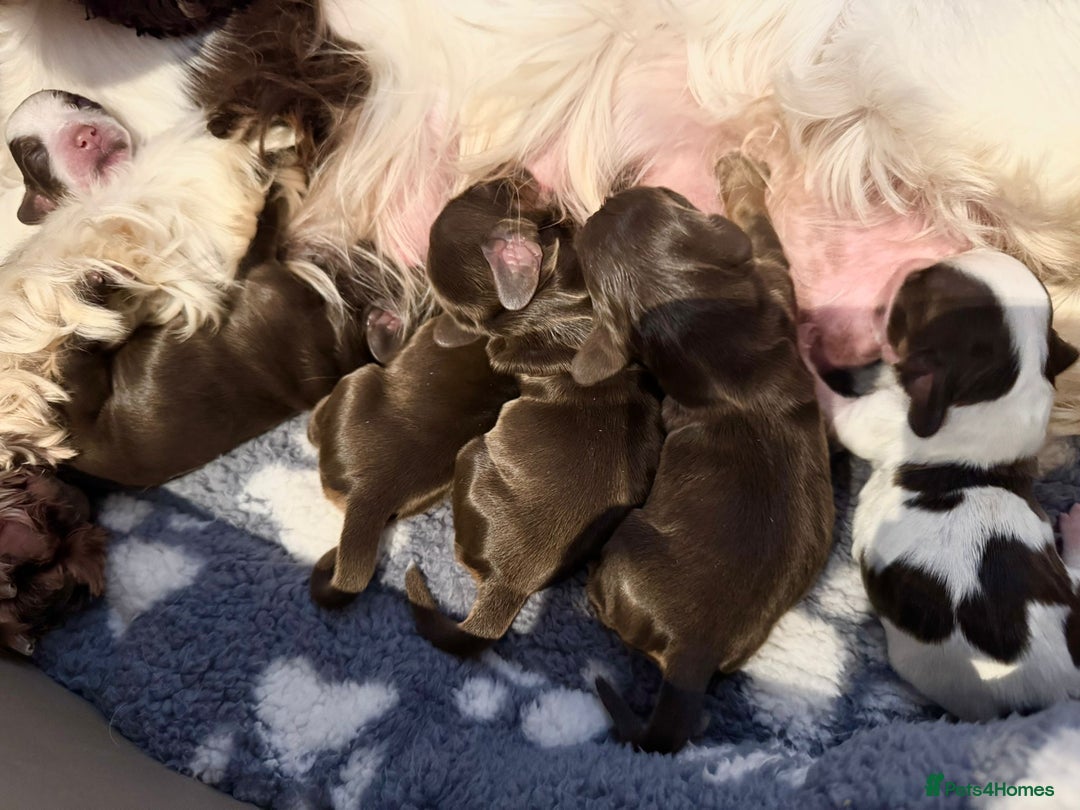 Cocker Spaniel dogs for sale: KC reg chocolate show cocker spaniel puppies  - Image 4