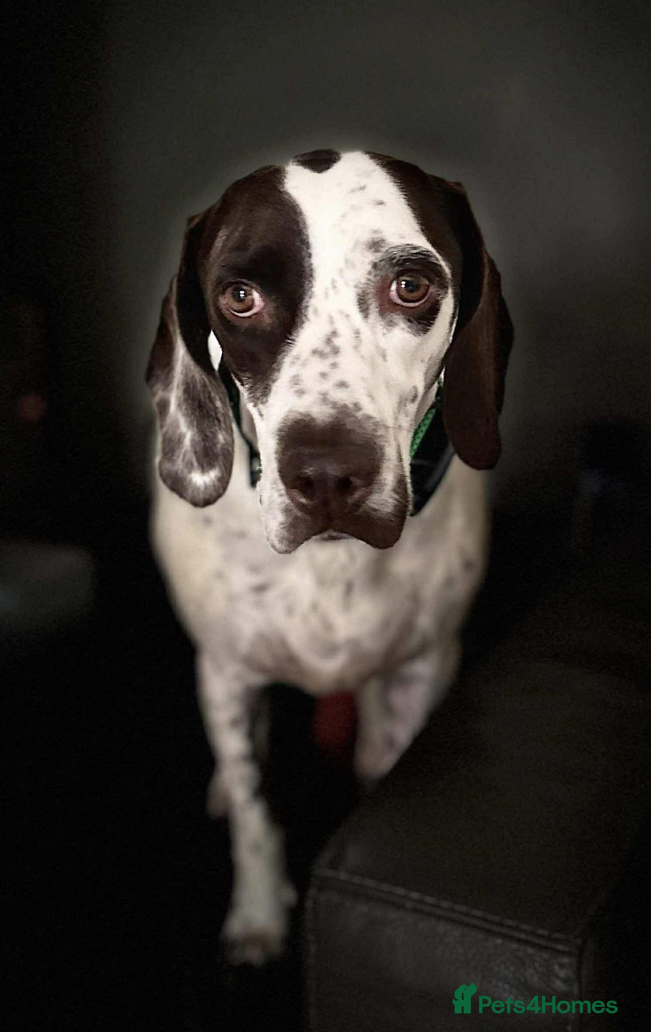 Mixed Breed dogs Nitsa shy pointer cross girl  - Advert 1