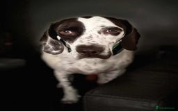 Mixed Breed dogs for adoption: Nitsa shy pointer cross girl  - Advert 1