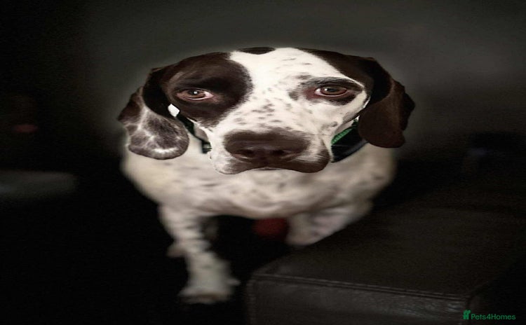 Mixed Breed dogs Nitsa shy pointer cross girl  - Advert 1