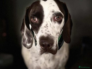 Mixed Breed dogs Nitsa shy pointer cross girl - Advert 1