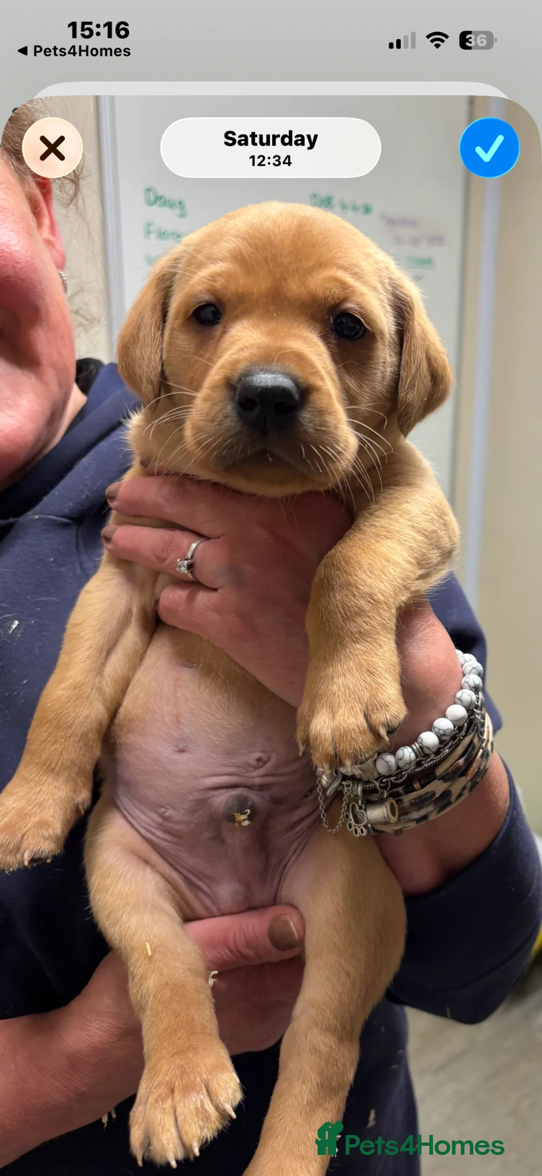 Labrador Retriever dogs for sale: Fox red Labradors  in Sheffield - Advert 2