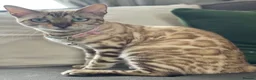 Bengal cats for sale: Bengal unregistered kittens.  in Dorchester - Advert 9