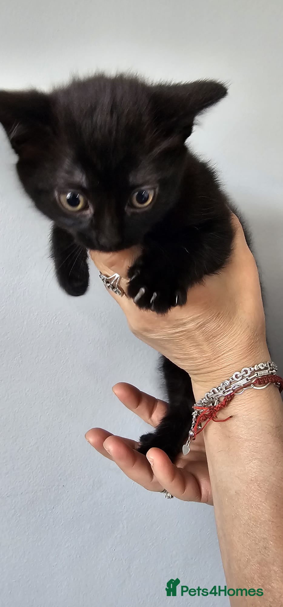 Mixed Breed cats Kittens for Sale - Advert 3