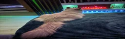 Ragdoll cats for sale: Bella - Advert 11